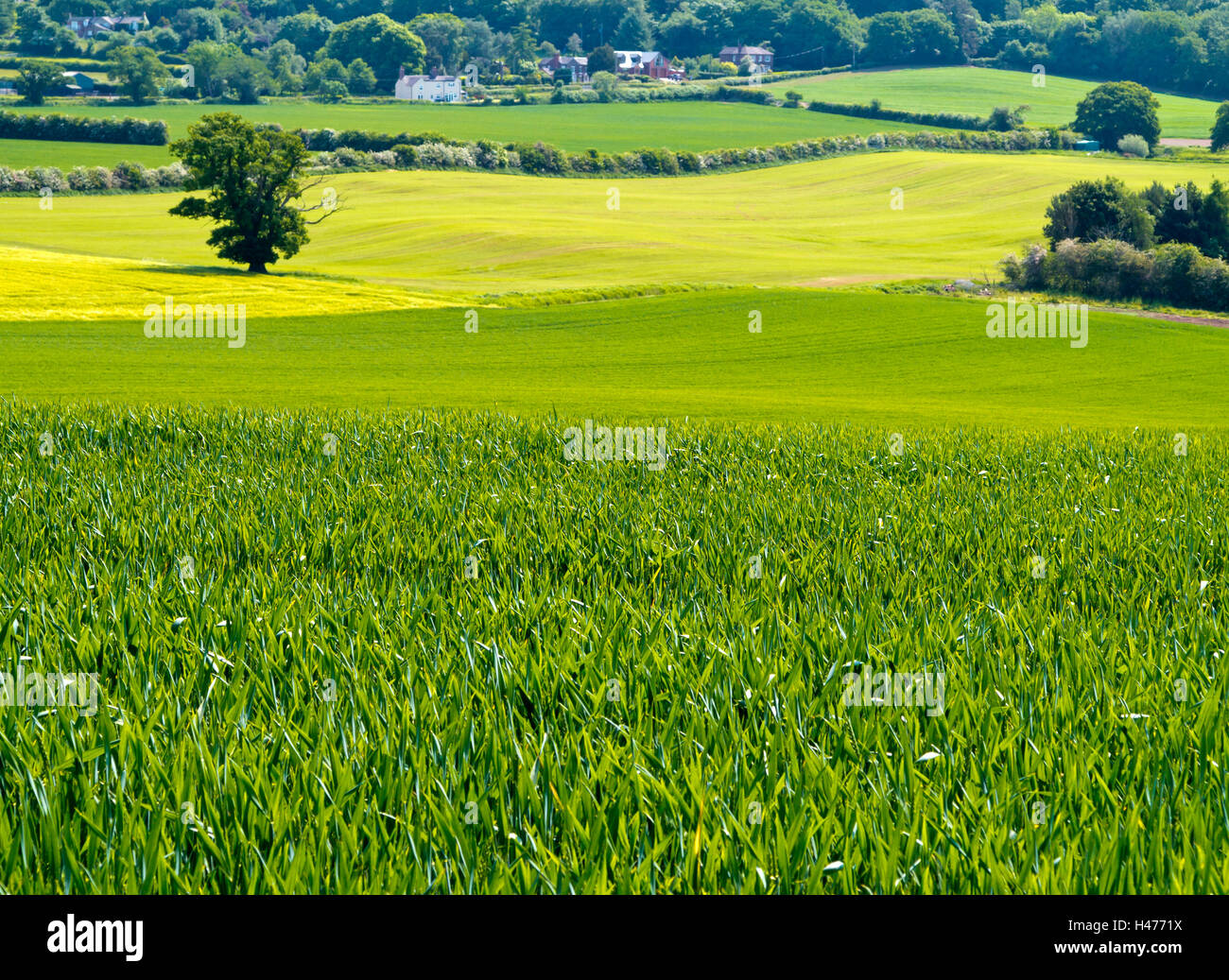 View over rolling countryside in Shropshire England UK with field of summer crops growing in rural farmland in the foreground. Stock Photo