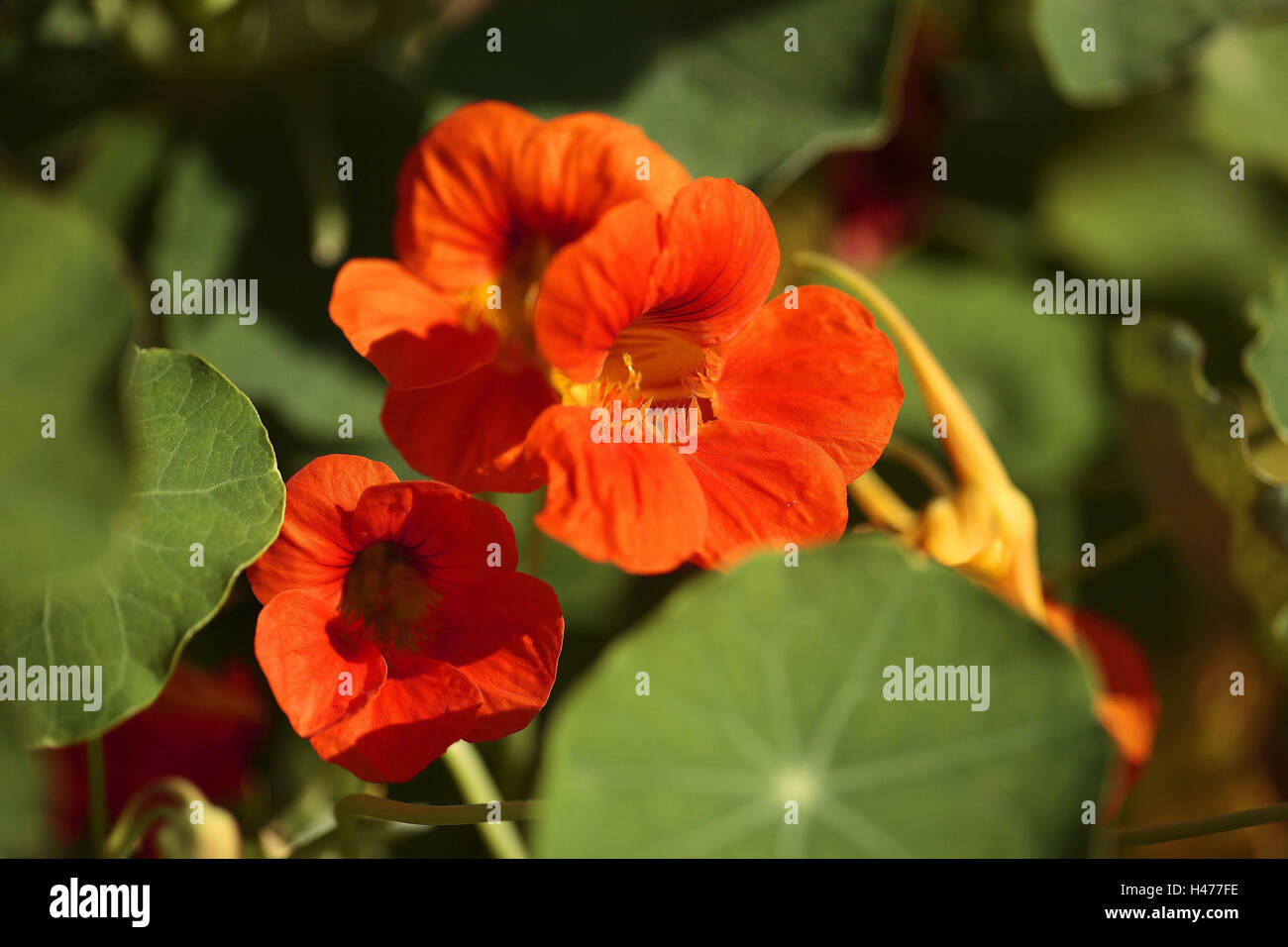 Nasturtium, Stock Photo