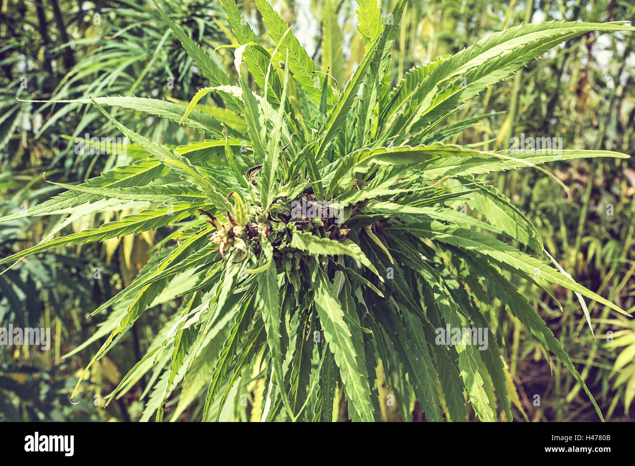 Industrial marijuana hemp in field, close up. Selective focus. Stock Photo