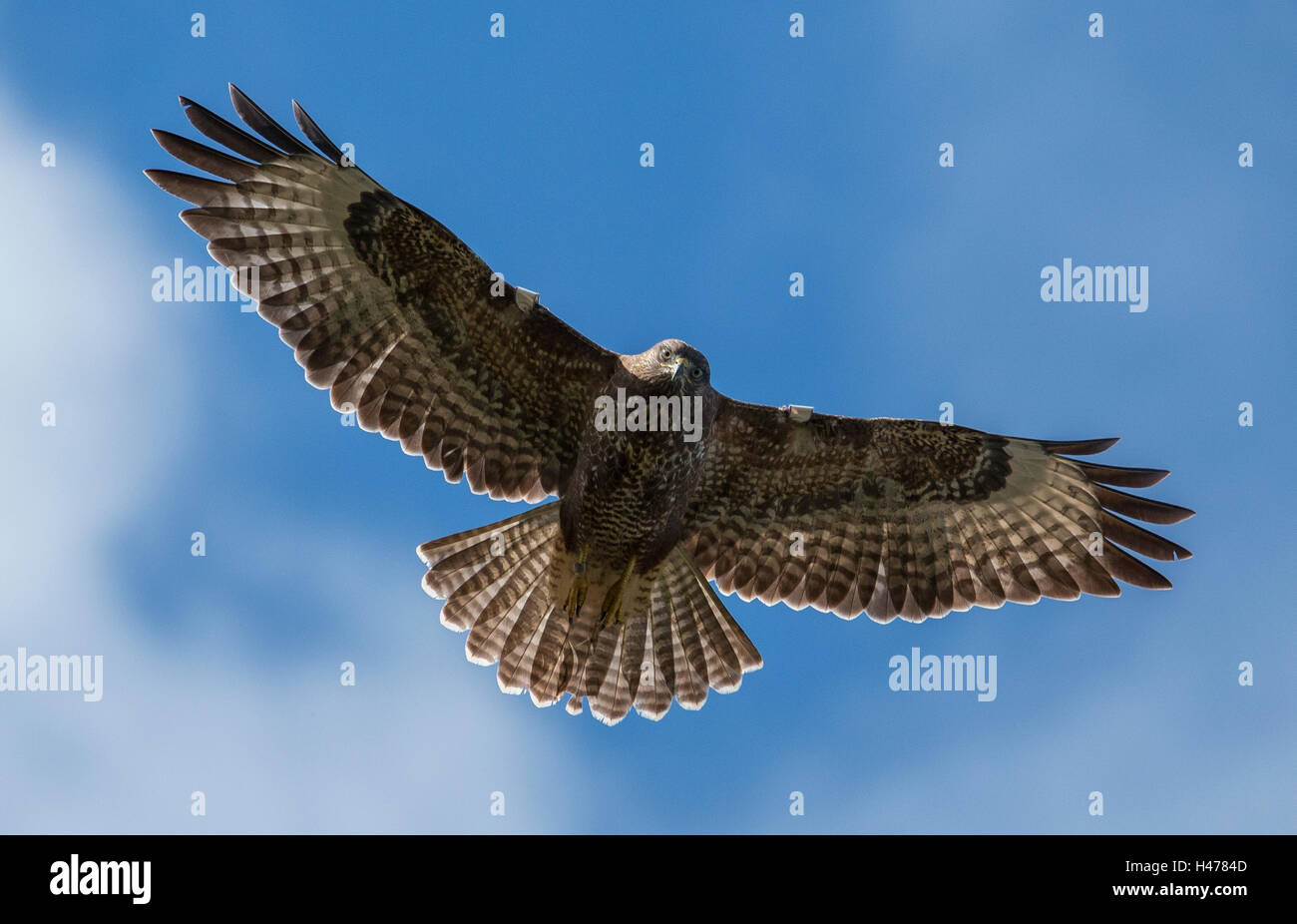 Common Buzzard Stock Photo