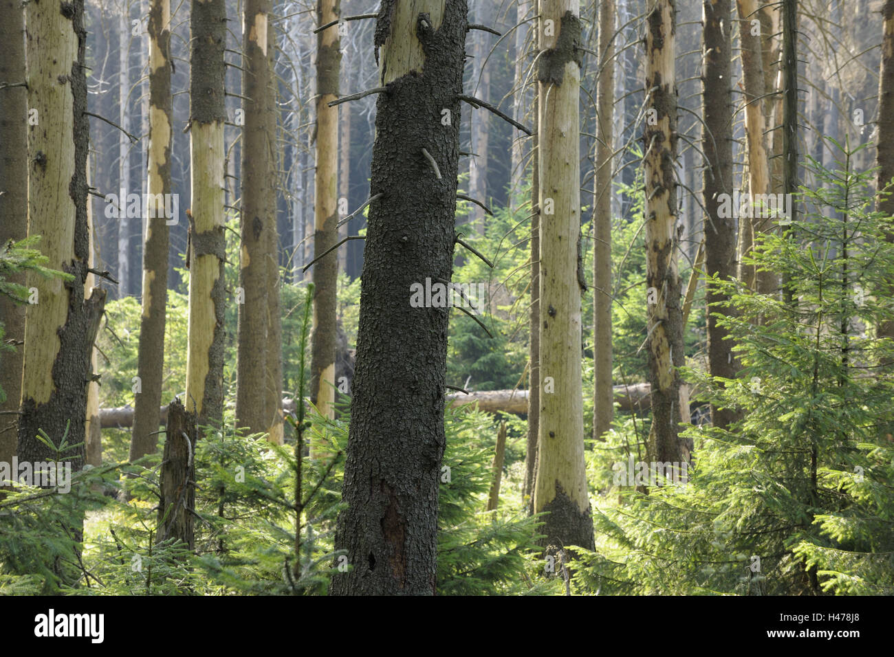 Forest damage by bark beetle, dead wooden, National park Harz, Lower Saxony, Germany, Stock Photo