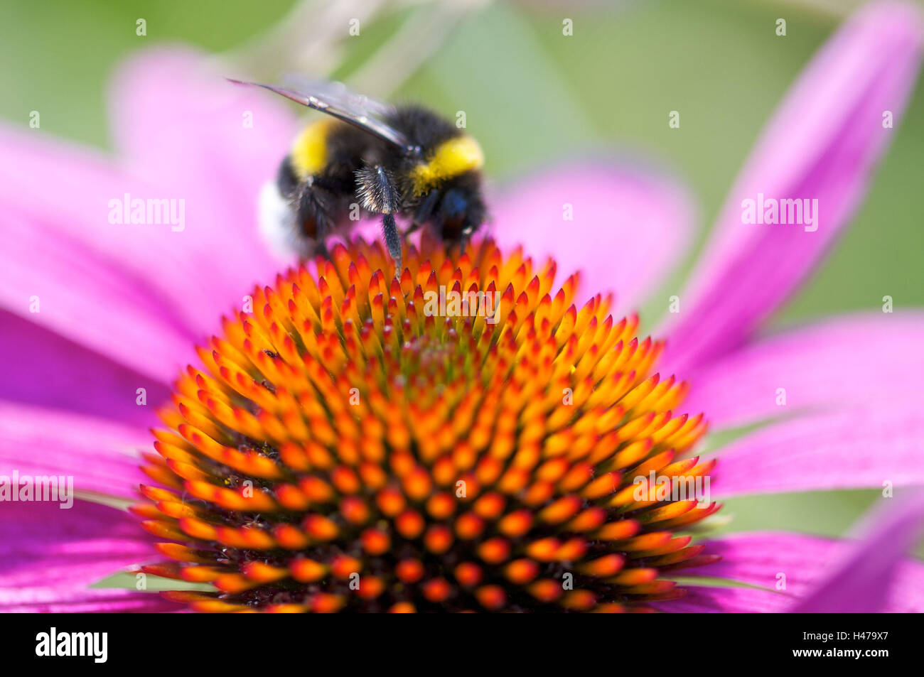Bumblebee on Echinacea blossom, close-up, Stock Photo