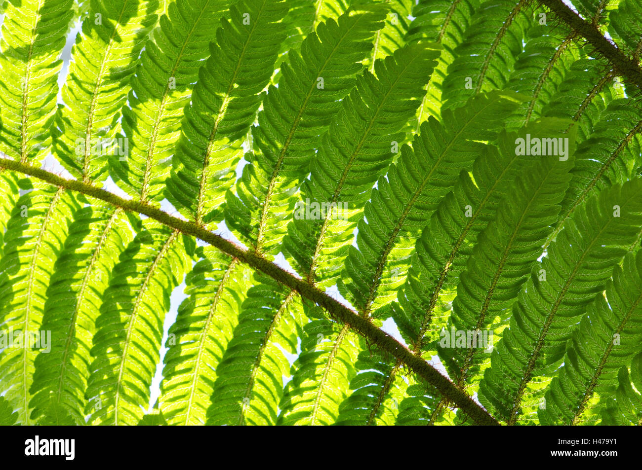 Fern in sunlight, close-up, Dicksoniaceae, Dicksonia squarrosa, New Zealand, Stock Photo