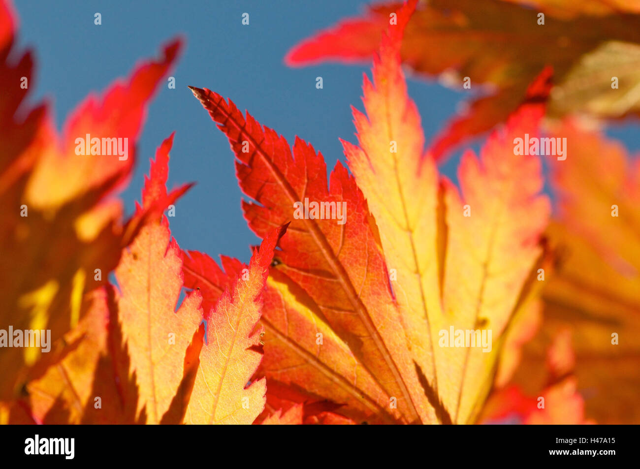 Maple leaves, peaks, autumn colouring, close-up, Stock Photo