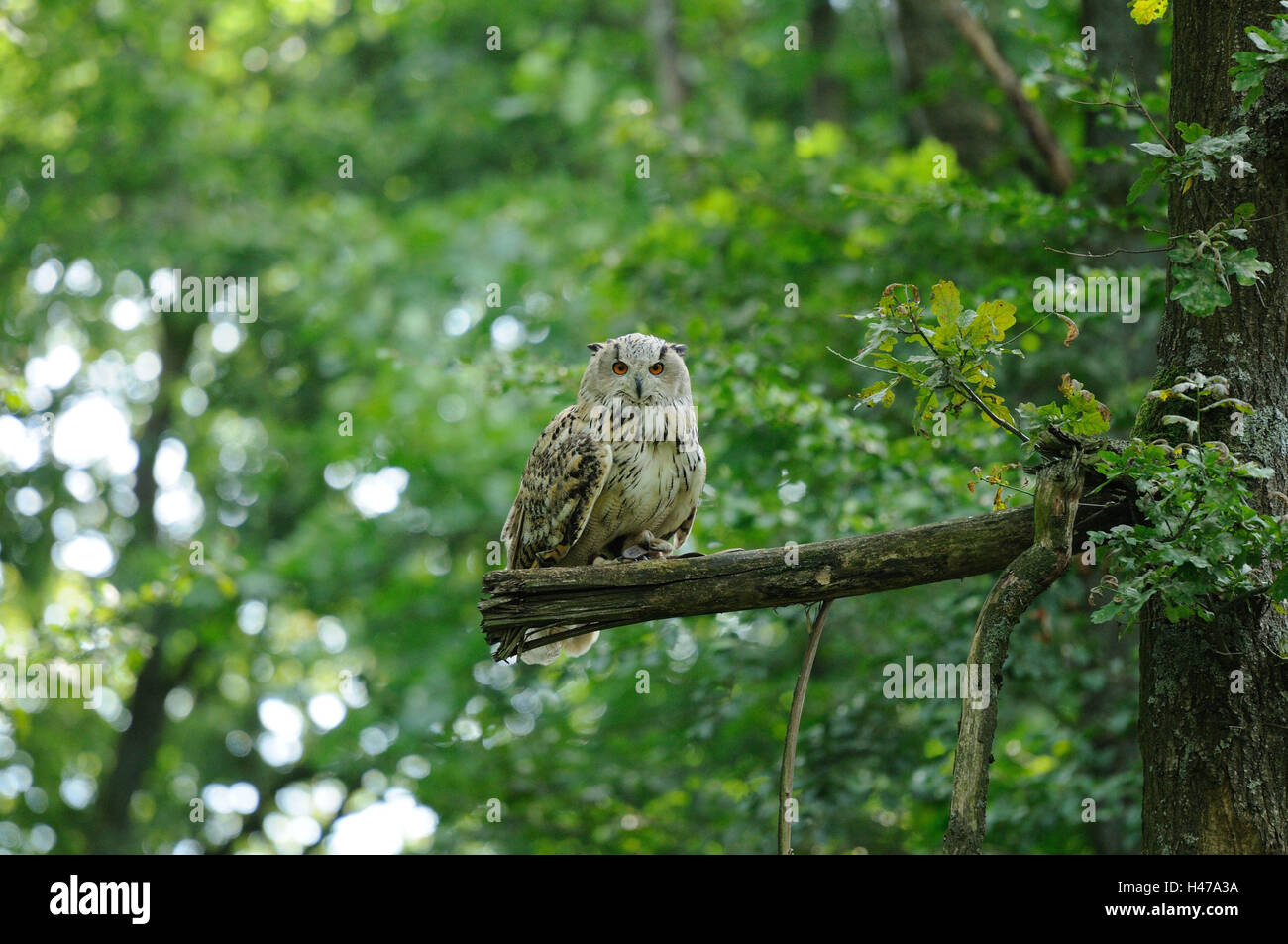 Siberian eagle owl, bubo bubo sibiricus, branch, sit, head-on, view camera, Stock Photo