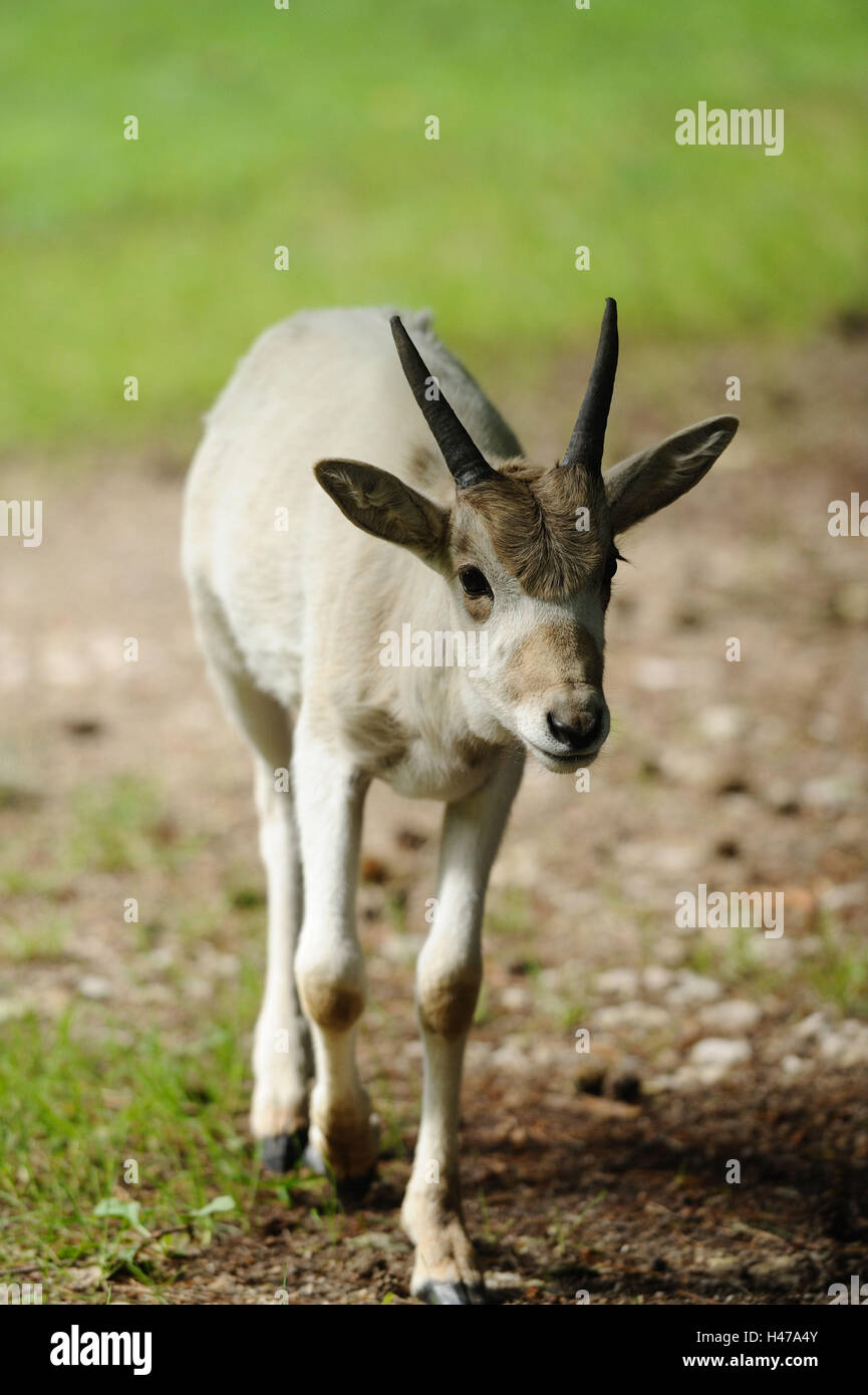 Mende antelope, Addax nasomaculatus, young animal, head-on, view camera, Stock Photo