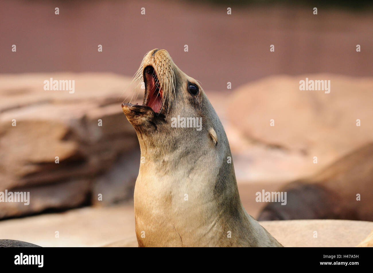 Californian sea lion, Zalophus californianus, half portrait, side view, Stock Photo
