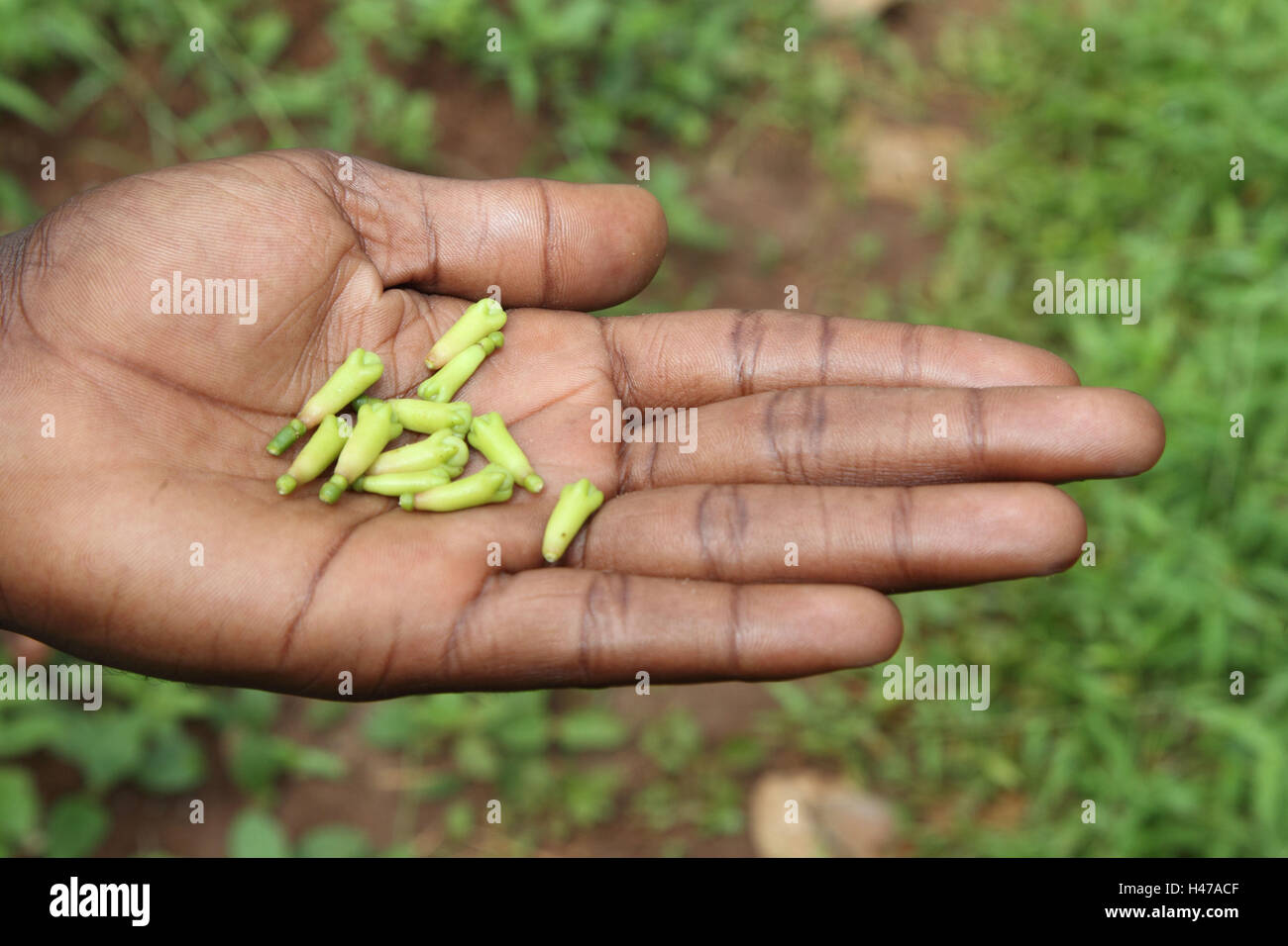 Cloves on hand, Stock Photo