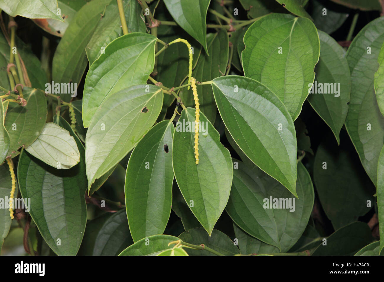Black pepper plant hi-res stock photography and images - Alamy