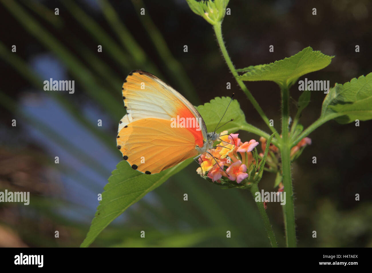 Butterfly, Belenois thysa, blossom, Stock Photo