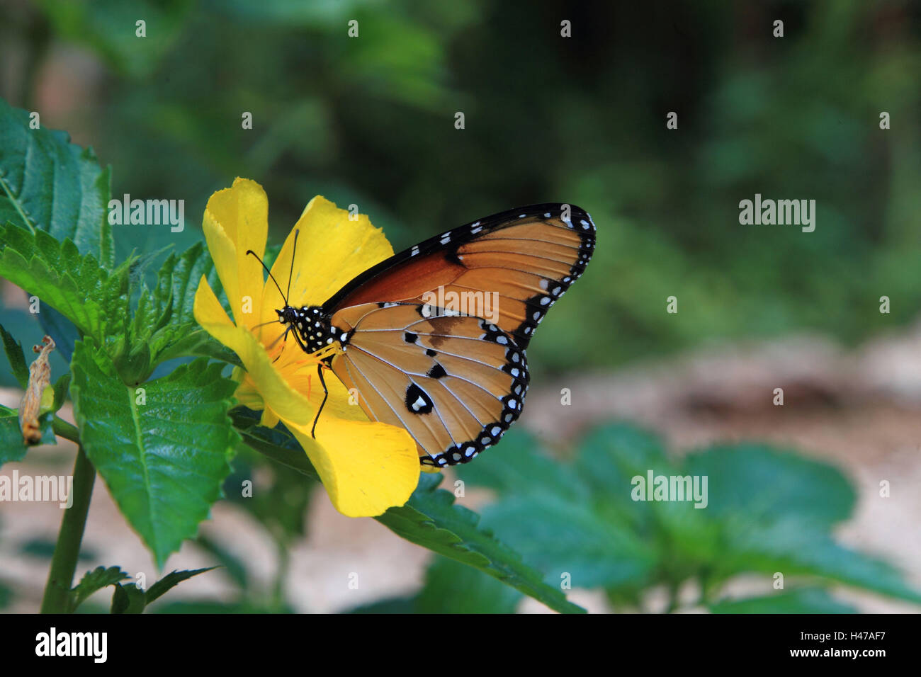Butterfly, African monarch, blossom, Stock Photo