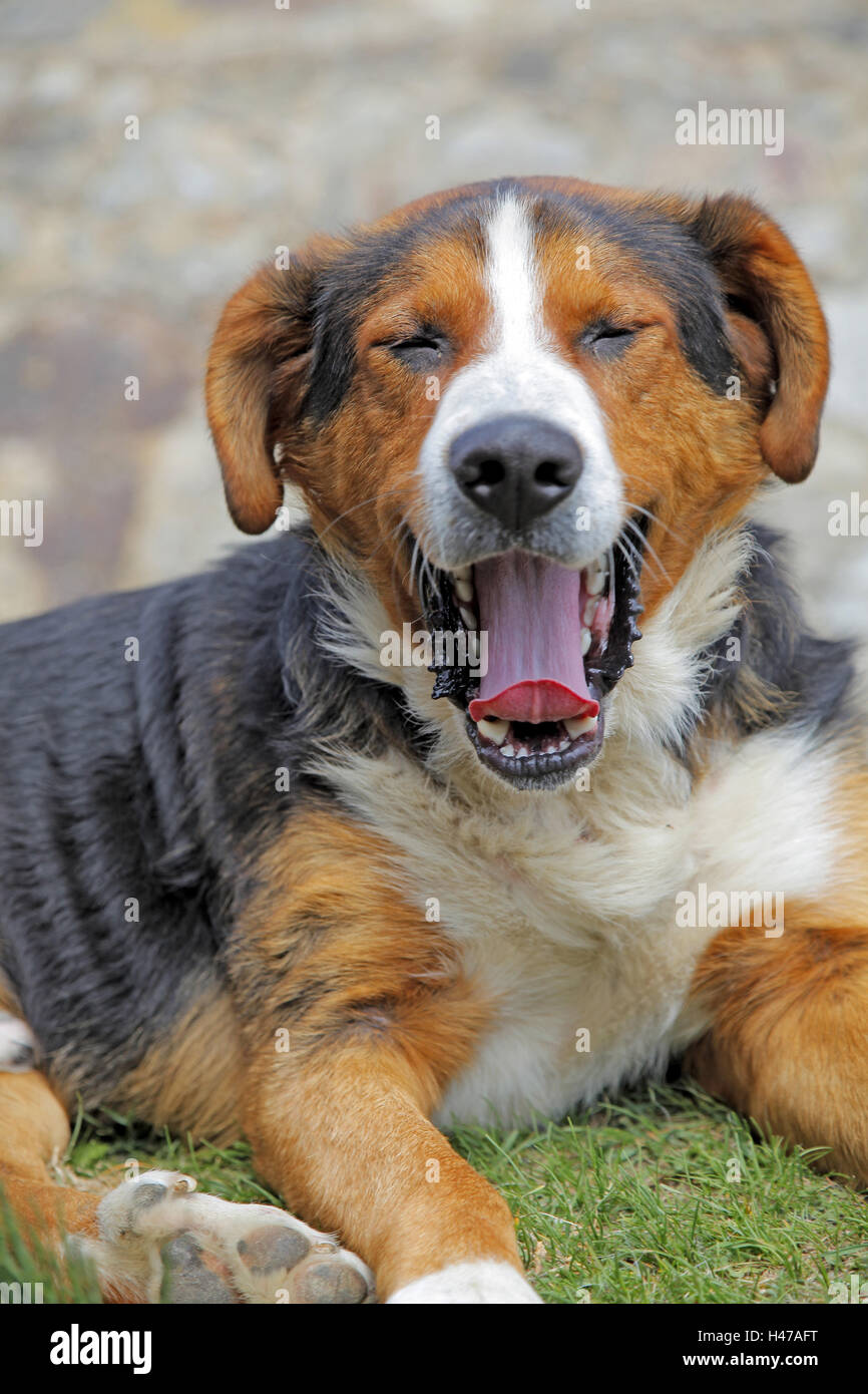 tired dog yawns portrait, Stock Photo
