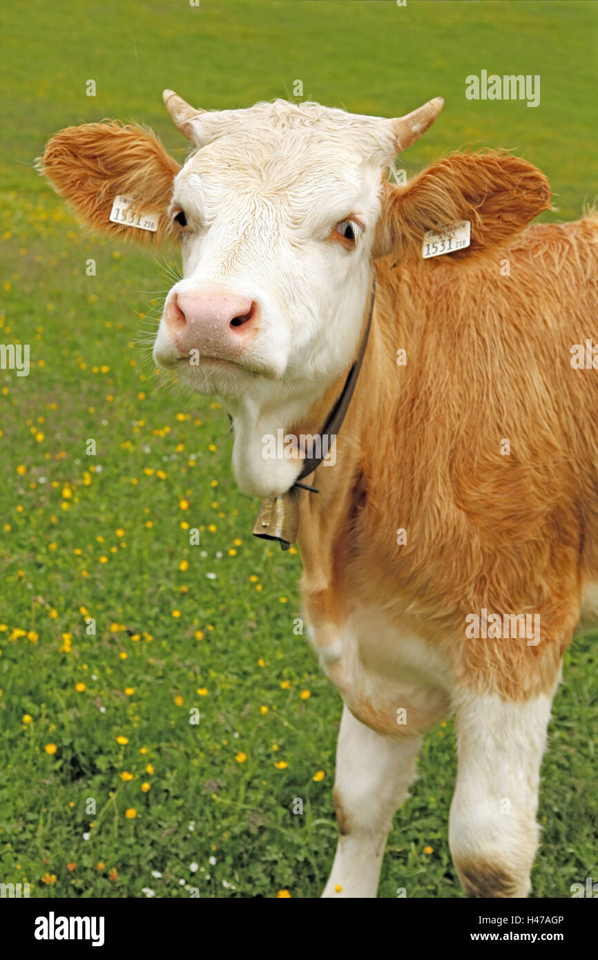 young cattle portrait, Stock Photo