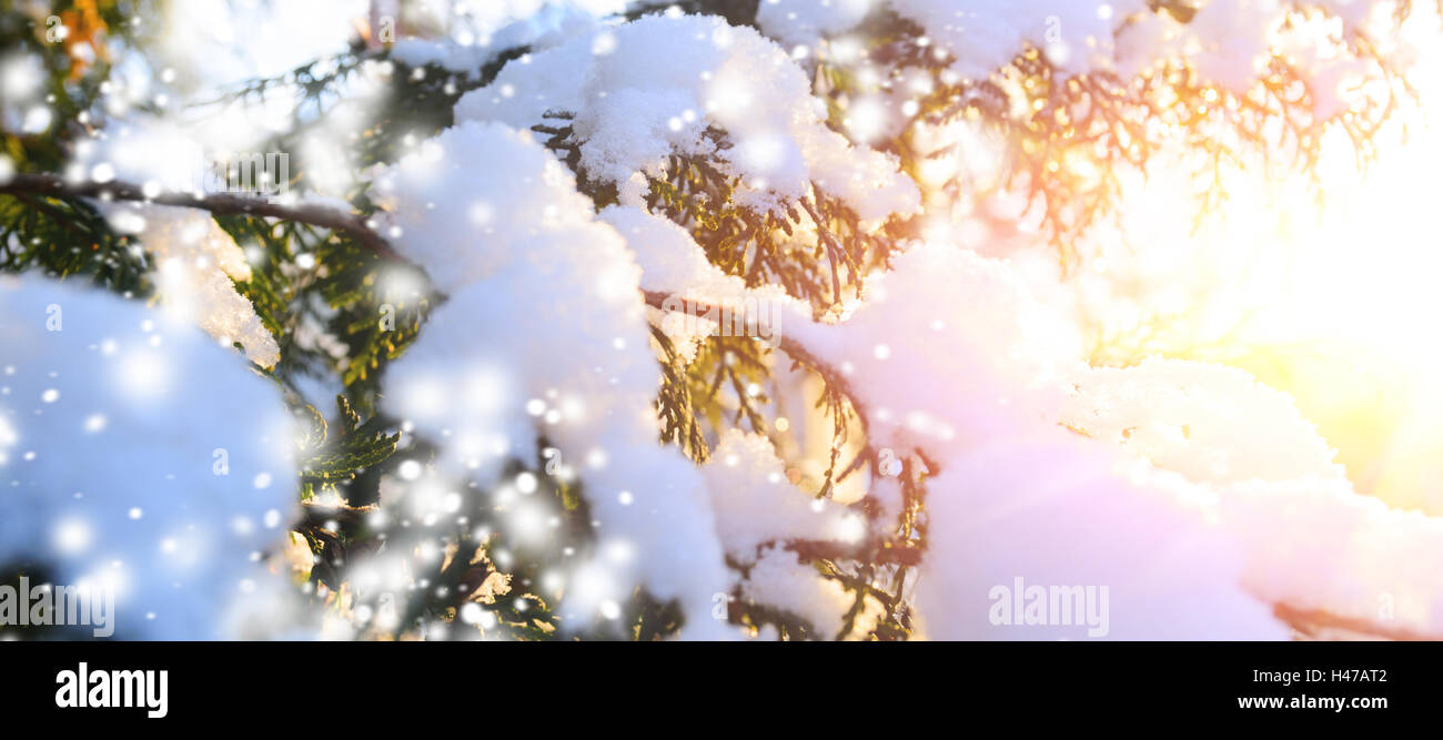snowy tree branch at sunset Stock Photo
