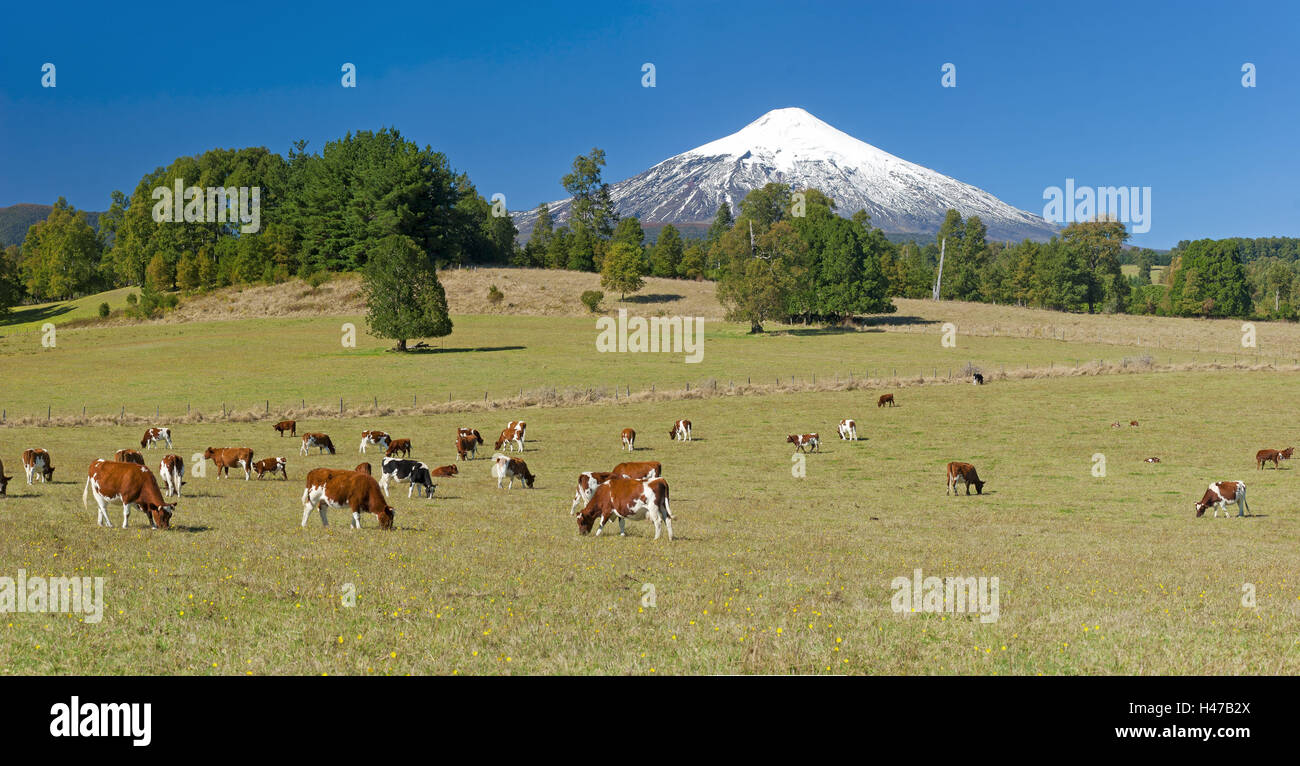 South America, Chile, Patagonia, volcano Villarrica, 2800 m, snowy summit, pasture, Stock Photo