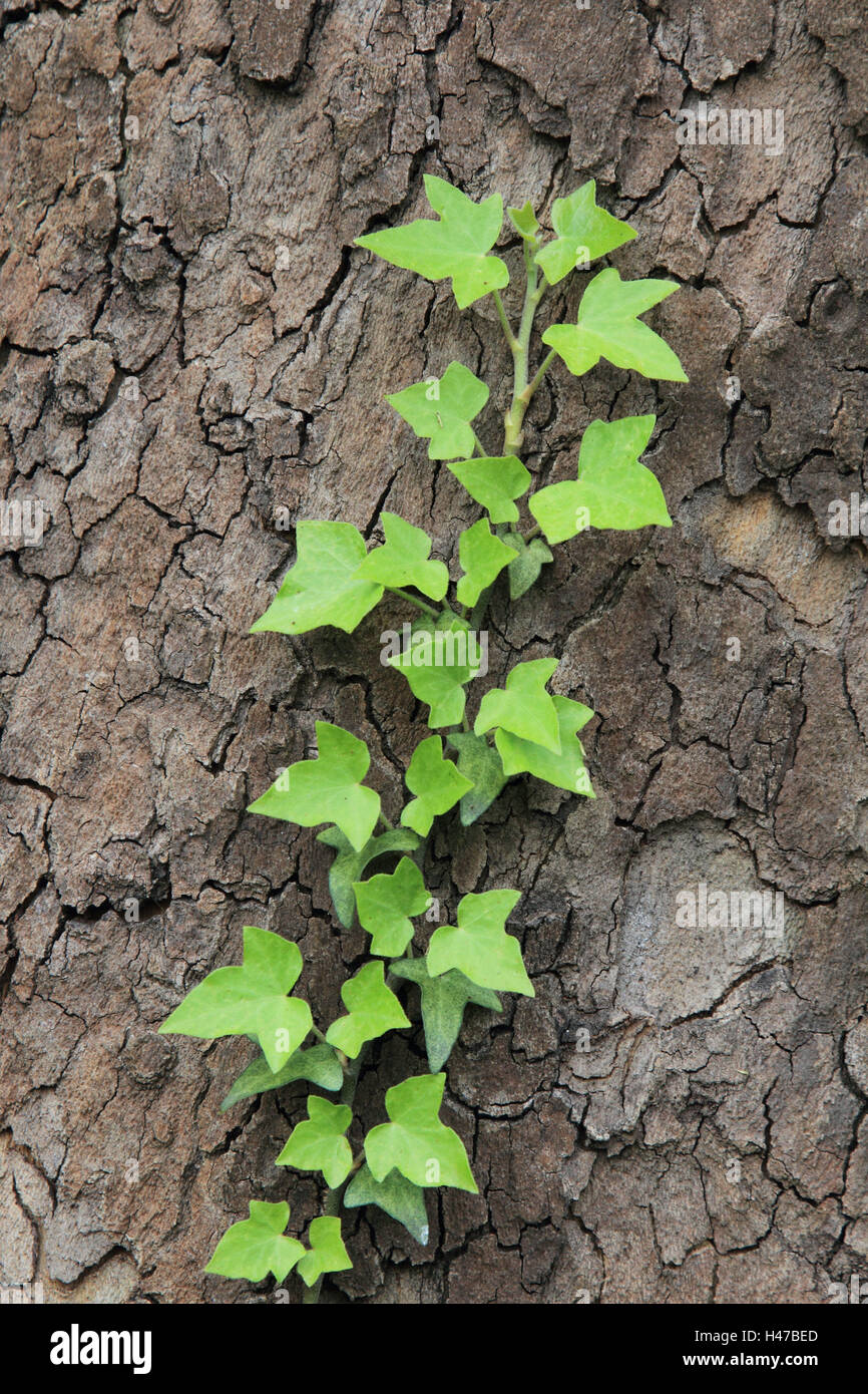 Ivy, tree, climbing plant, plant, trunk, vertical format, Germany, leaves, green, Stock Photo