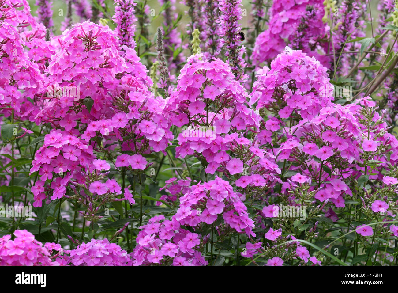 Garden flowers, phlox, Stock Photo