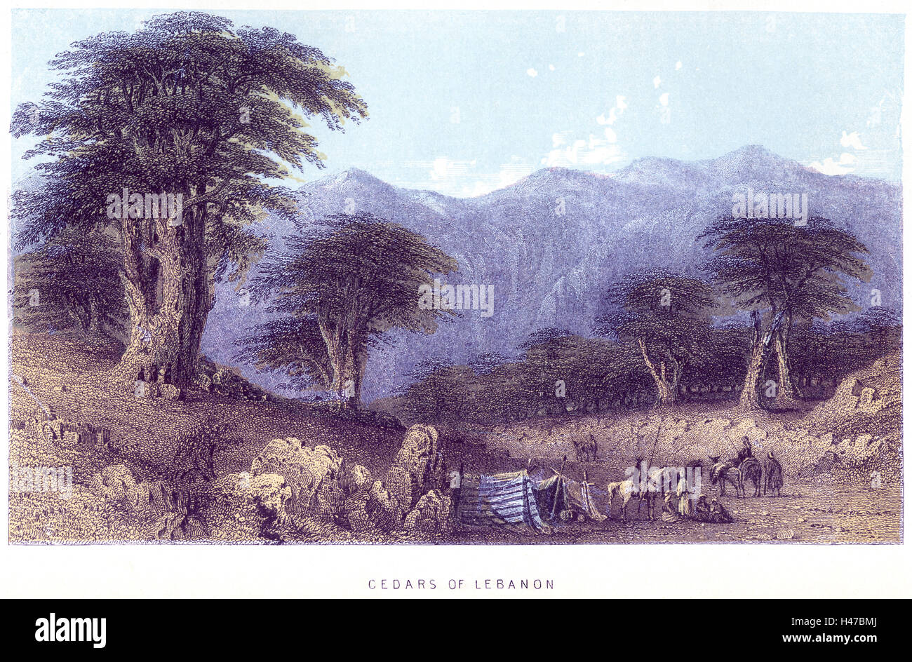 A coloured engraving of Cedars of Lebanon scanned at high resolution from a book about the Holy Land printed in 1868. Believed copyrihjt free. Stock Photo