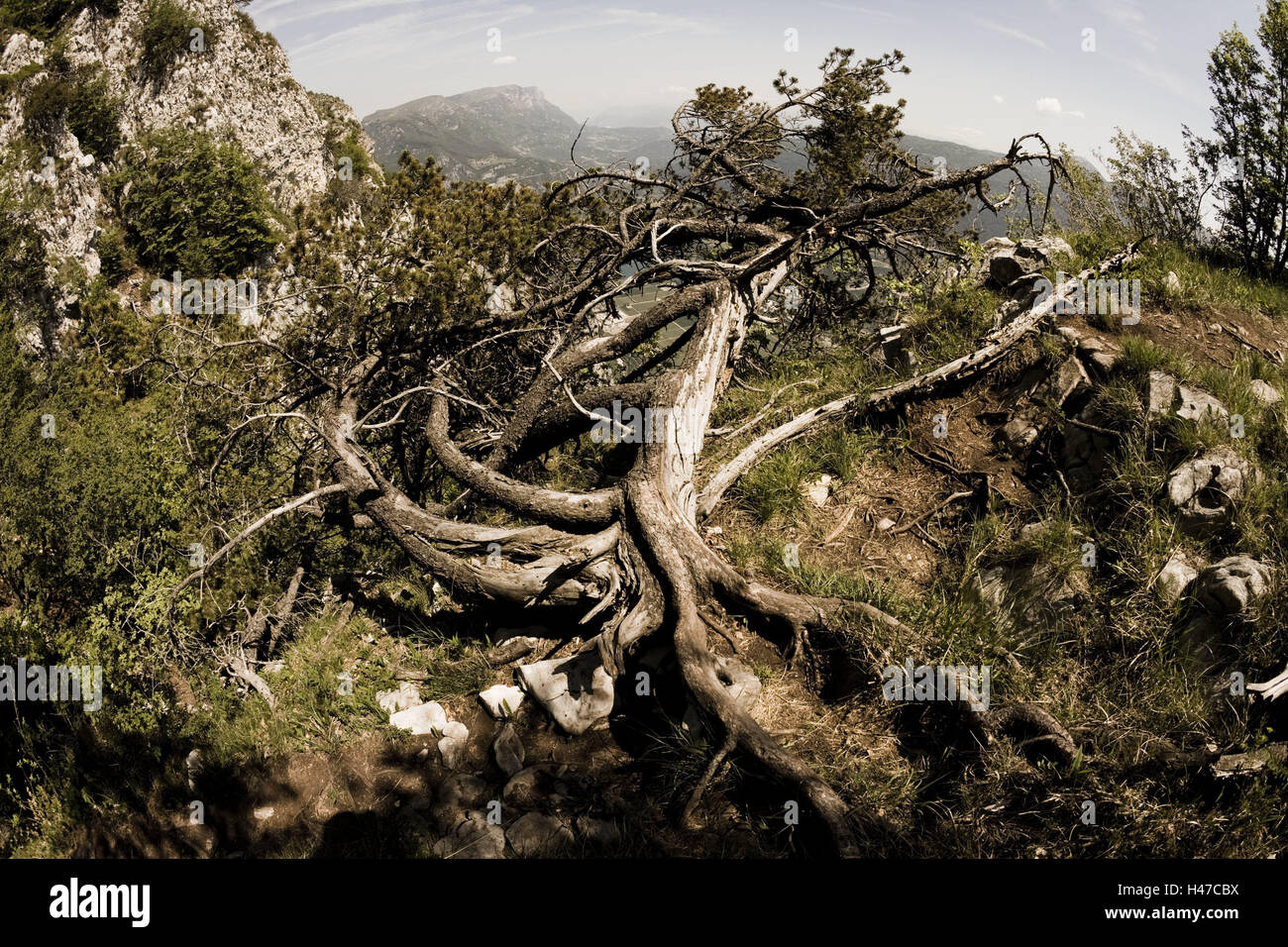 Mountain jaw, conifer, mountains, tree, coniferous wood, mountains, wooden, Drily, root, climate, branches, trunk, rock, cripple jaw, pine, height, height form, plants, Stock Photo