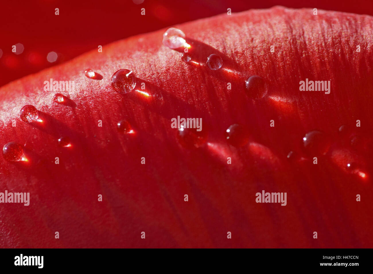 Tulip, blooming, waterdrops Stock Photo Alamy