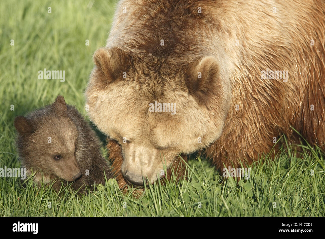 Brown-bears, Ursus arctos, young, dam, Stock Photo