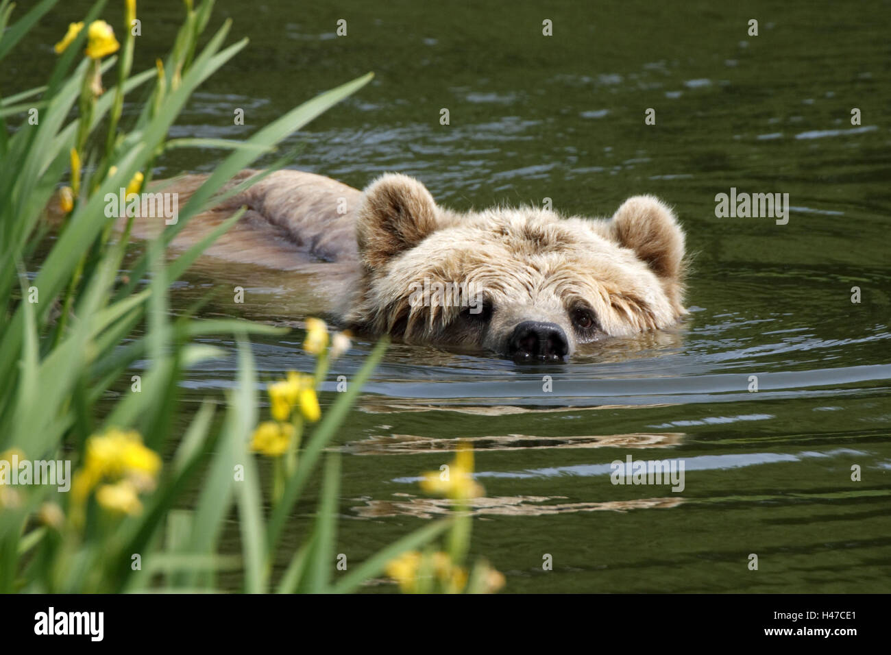 Brown-bear, Ursus arctos, lake, swims, Stock Photo