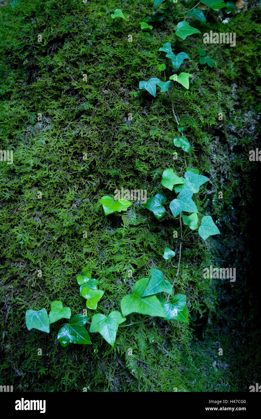 Stones, moss, ivy tendril, Hedera helix Stock Photo