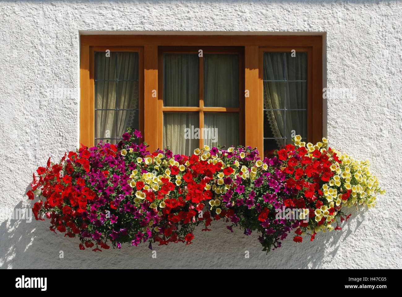 Windows, flowers, window boxes, in Bavarian, house, typically, brightly, rung window, modern, floral decoration, petunias, plants, curtain, detail, Bavaria, facade, traditionally, decoration, window frame, blossom, summer, Stock Photo