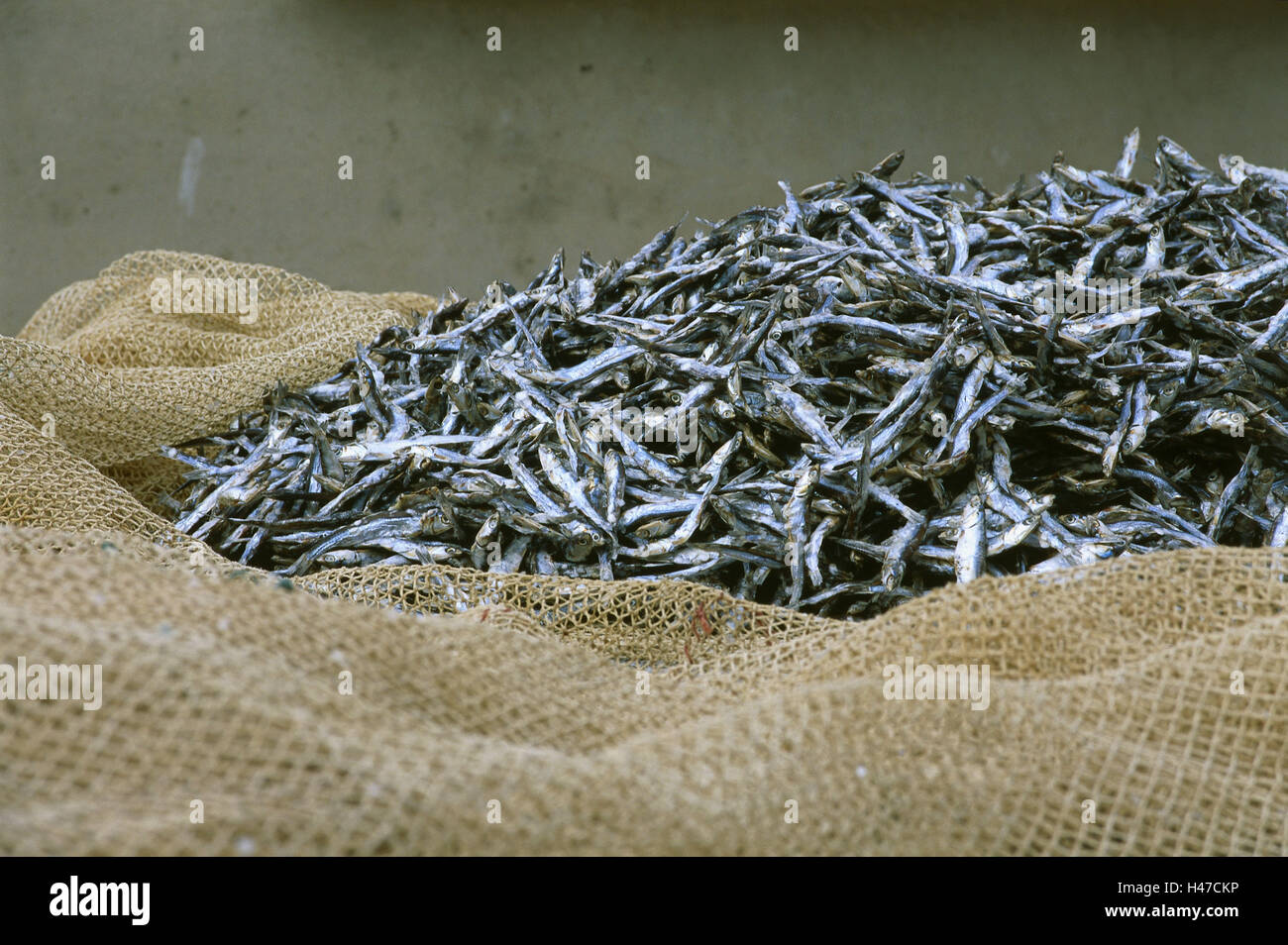 Fishing nets, sardines, dryly, Spain, the Canaries, economy, fishing