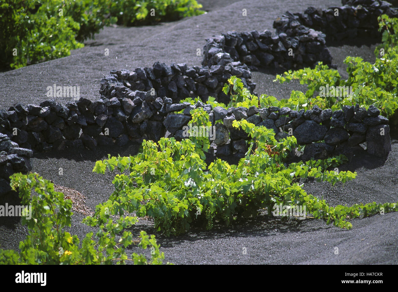 Spain, the Canaries, island Lanzarote, wine-growing area La Geria, to Lavaschutzmauern, vines, tradition, Rafinesse, agriculture, wine, irrigation, climate, lava, lava scenery, dry fields, dry field construction, viticulture, lava stones, Lavasand, defensive walls, Stock Photo
