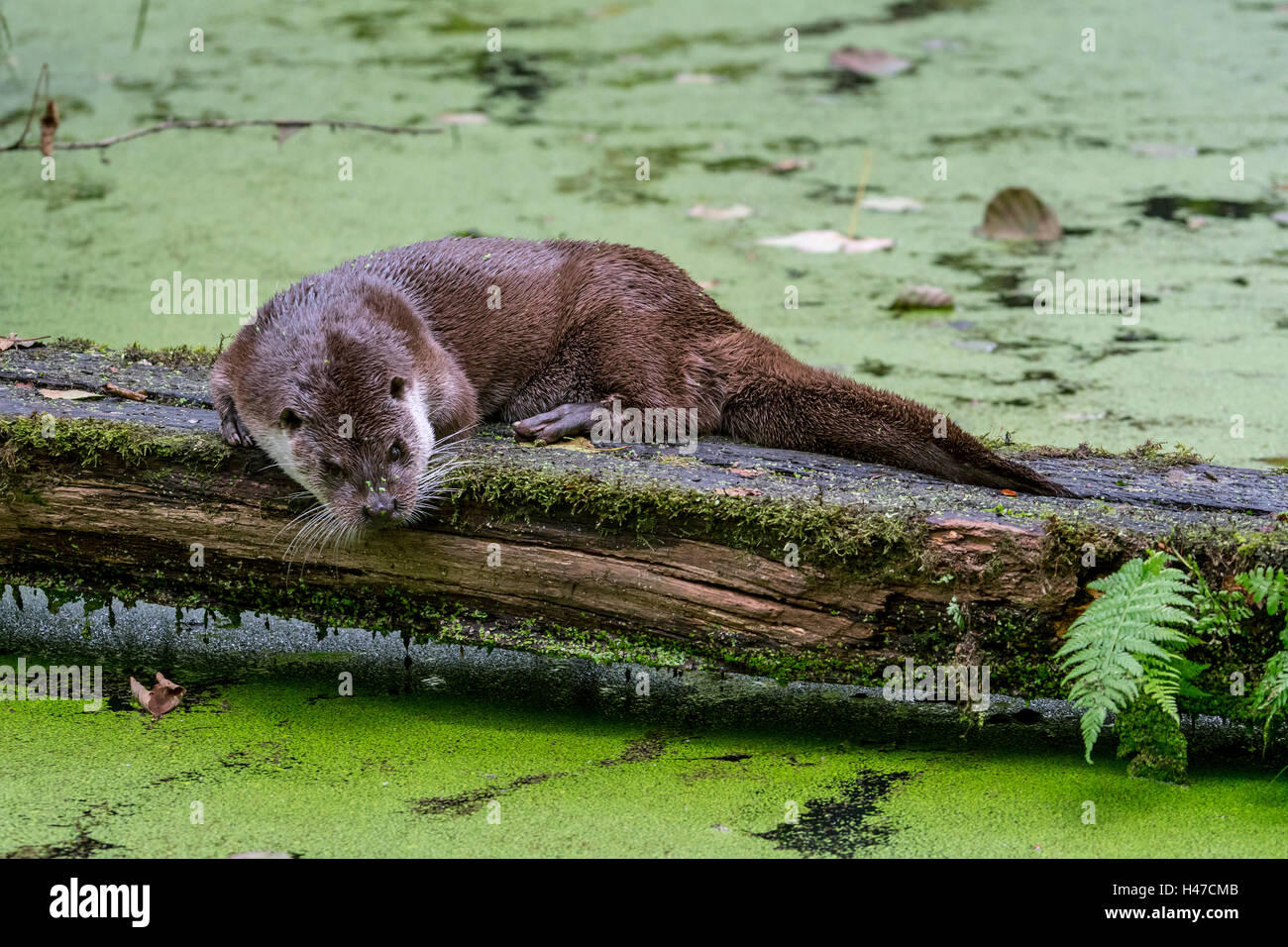 European River Otter (Lutra lutra) scent-marking log over pond by crawling on belly and chin rubbing Stock Photo