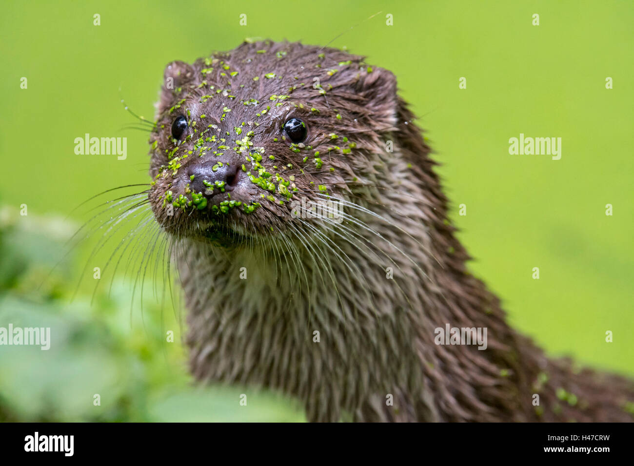 Close up portrait of European River Otter (Lutra lutra) in pond covered in duckweed Stock Photo