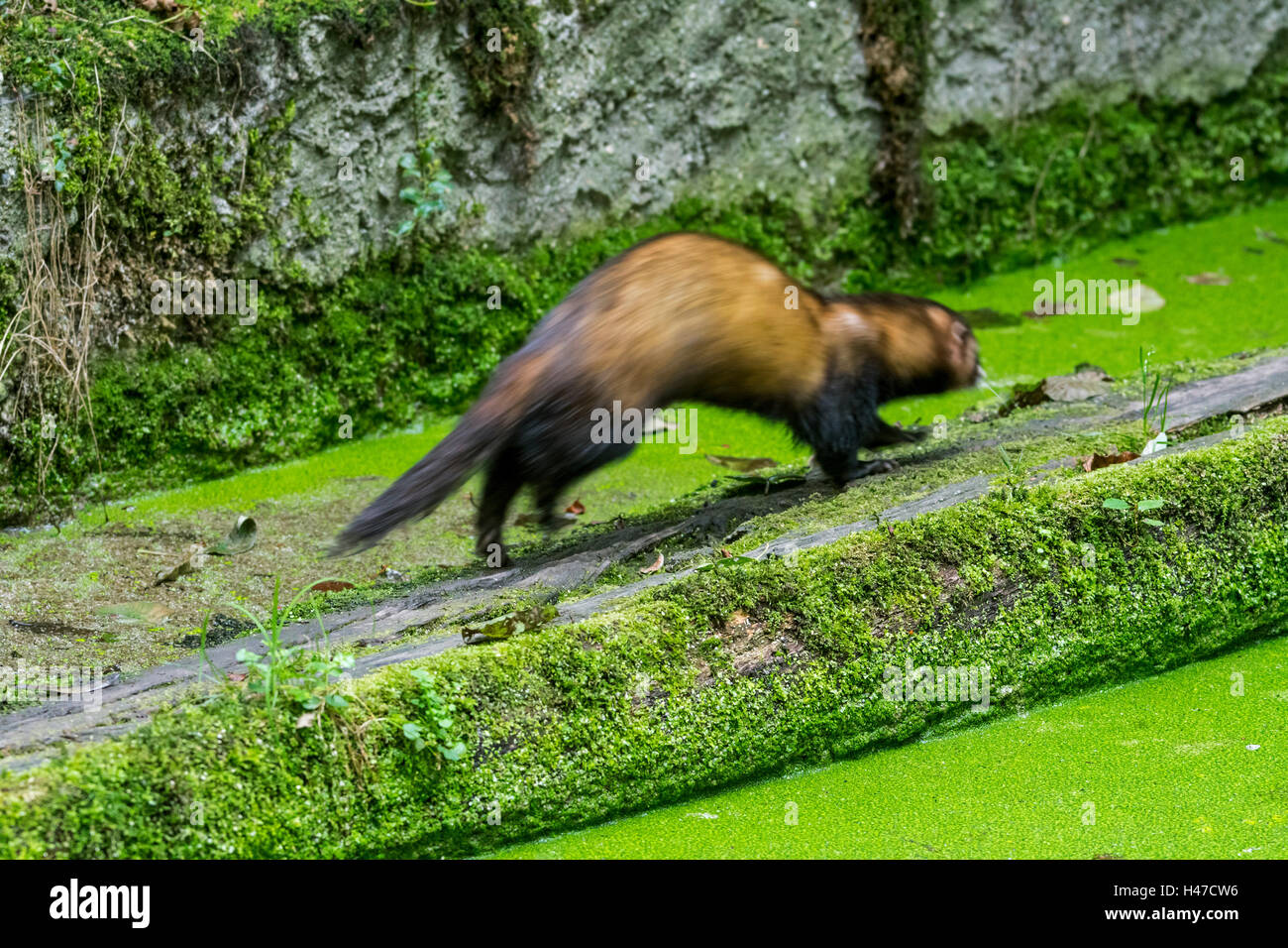 European polecat (Mustela putorius) running along old canal wall Stock Photo