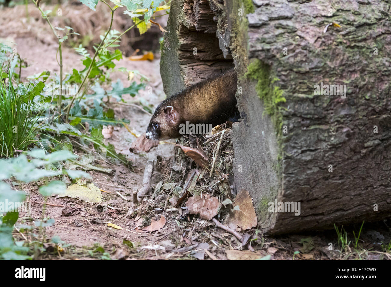 European polecat (Mustela putorius) at entrance of nest in hollow tree trunk in forest Stock Photo