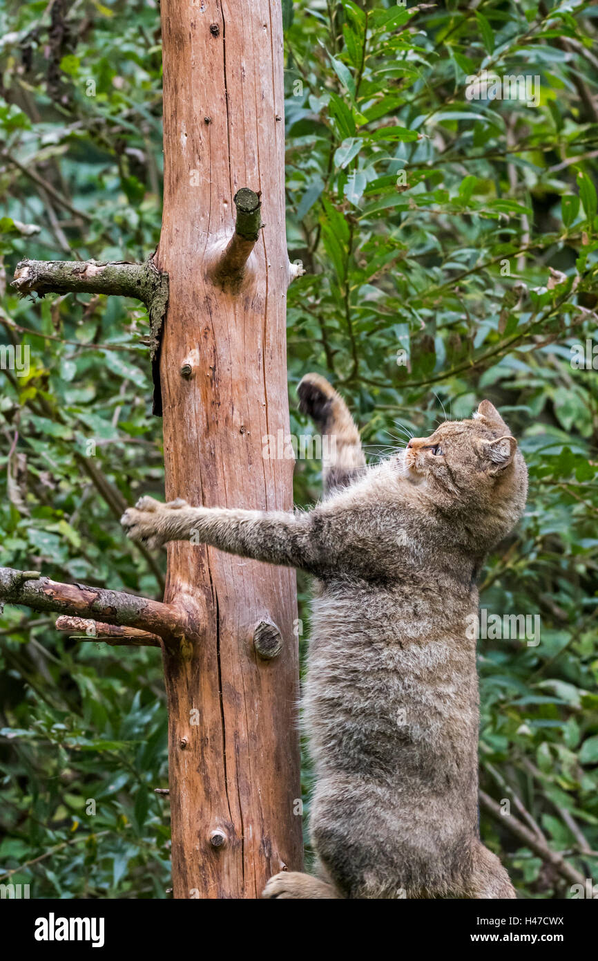 European wildcat (Felis silvestris silvestris) climbing in tree in forest Stock Photo