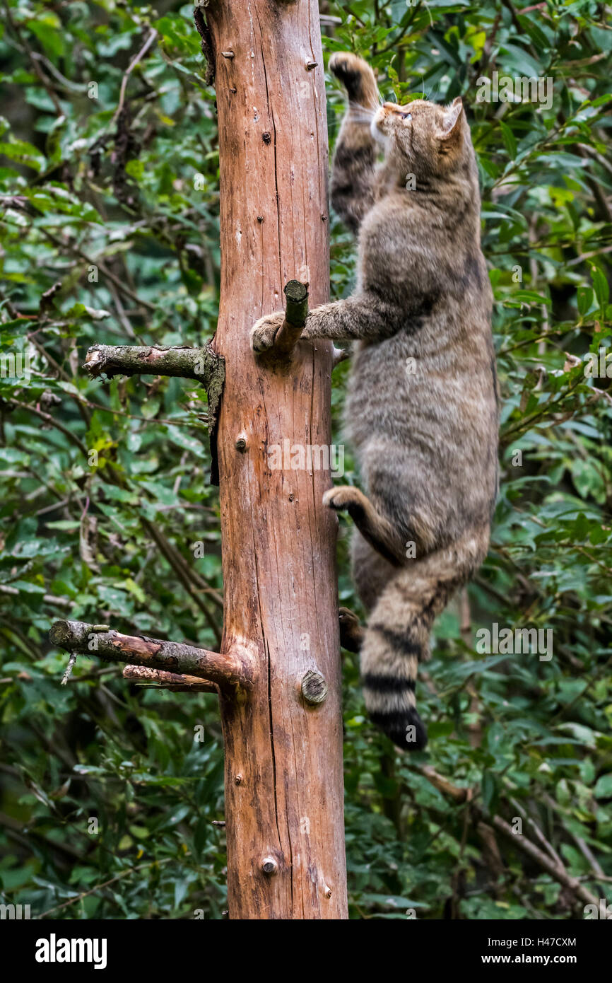 European wildcat (Felis silvestris silvestris) climbing in tree in forest Stock Photo