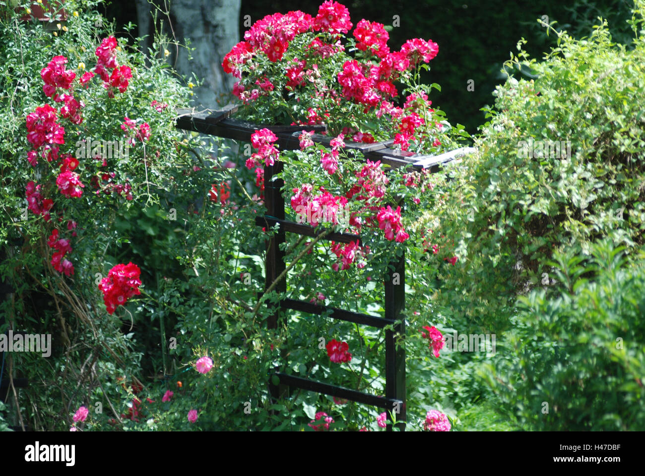 Cottage Gardens Climbing Roses Garden Flower Garden Plants