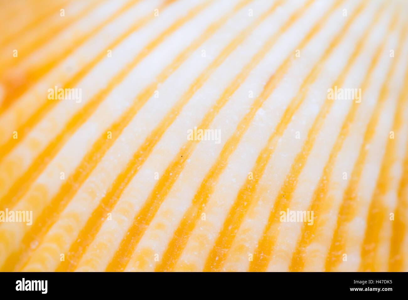 close up of a small colorful sea shell in a tropical Panamanian beach Stock Photo