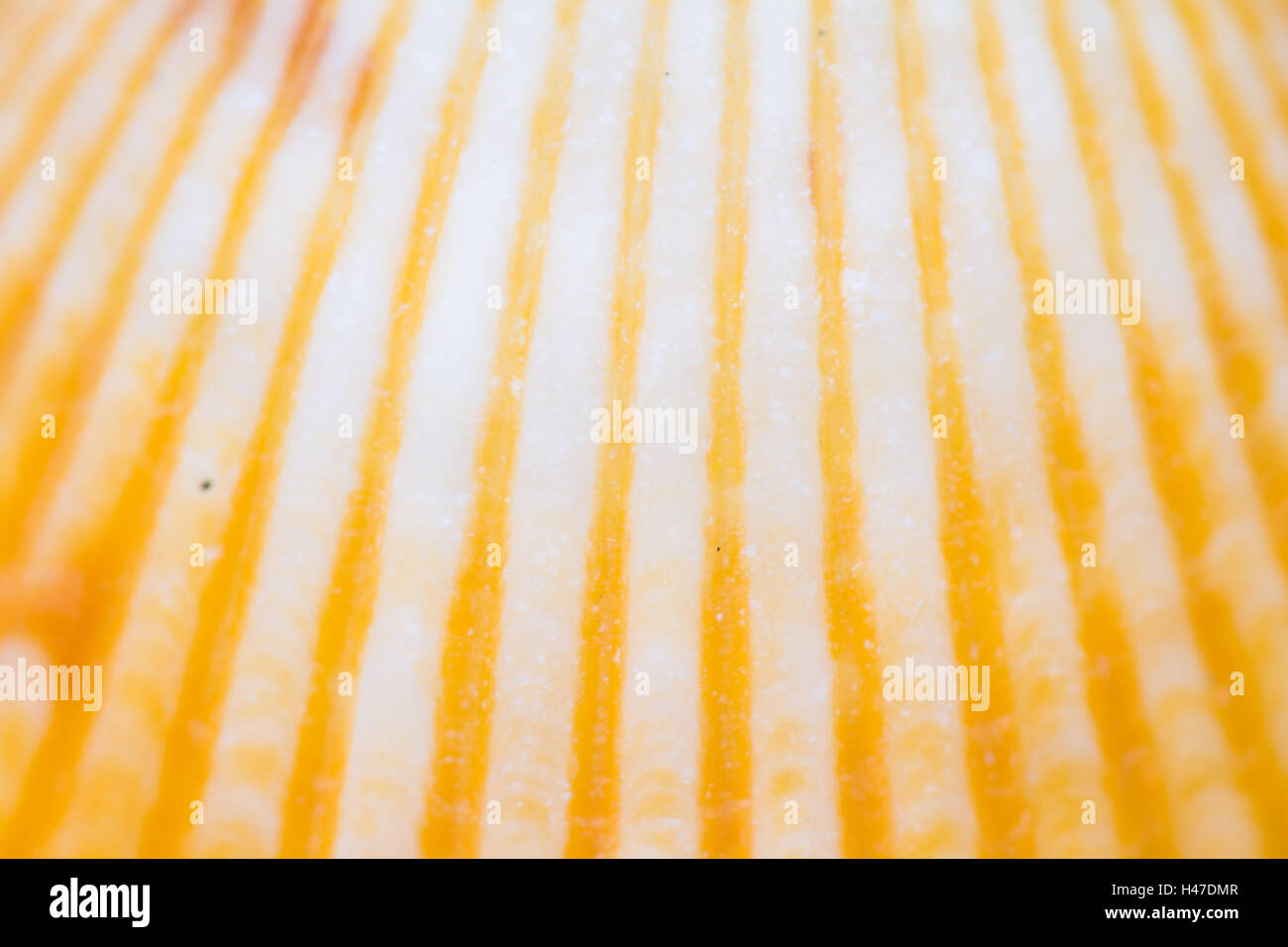 close up of a small colorful sea shell in a tropical Panamanian beach Stock Photo