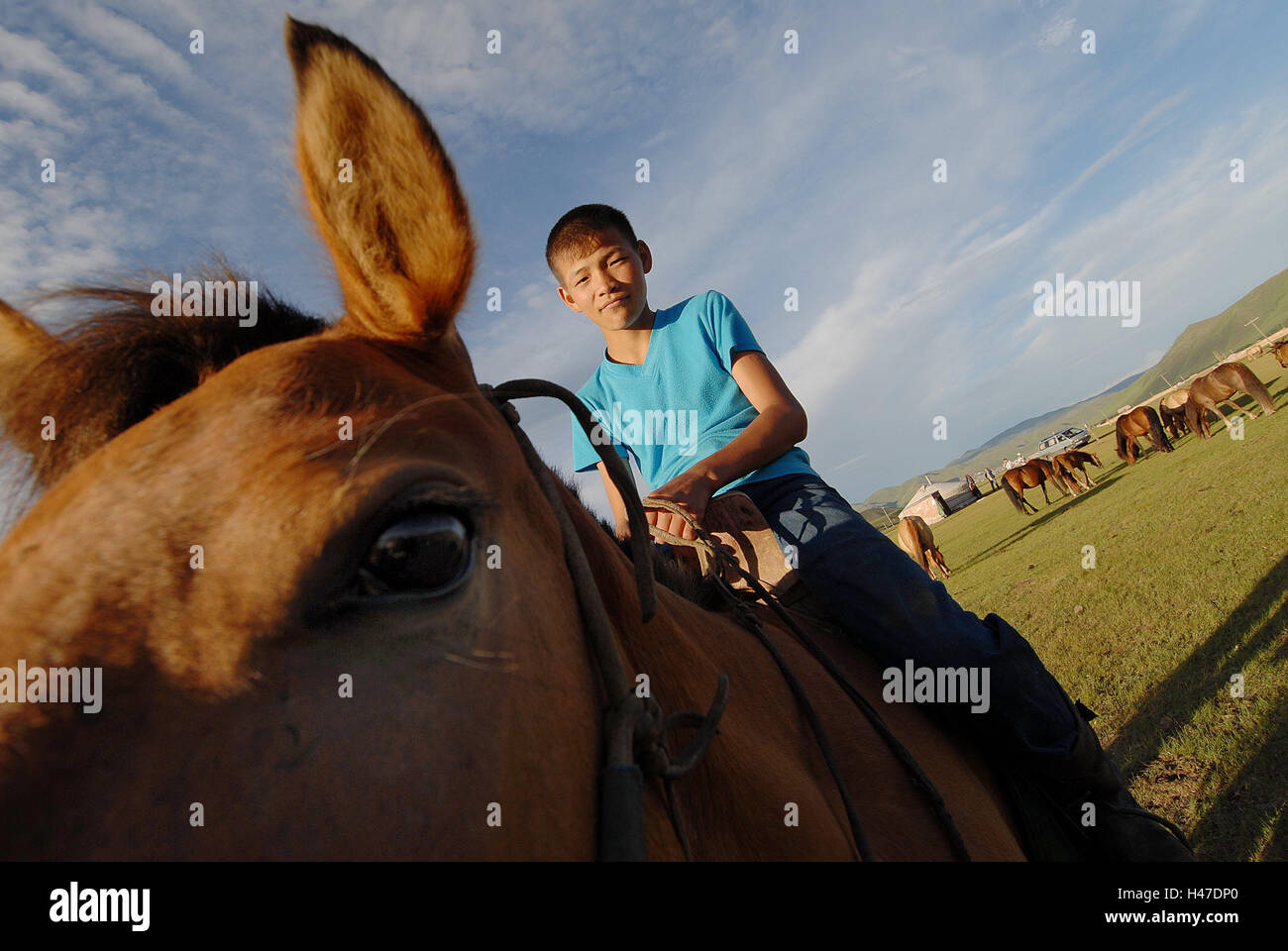 Mongolia, boy, horse, ride, detail, no model release, person, local, Mongol, teenager, young person, pasture, animals, benefit animals, stock animals, horse breeding, bleed, Stock Photo
