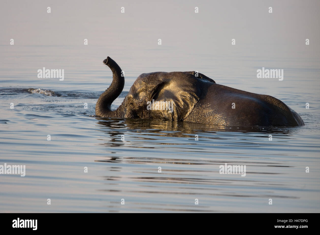 Africa, Namibia, Chobe national park, elephant, water, Stock Photo