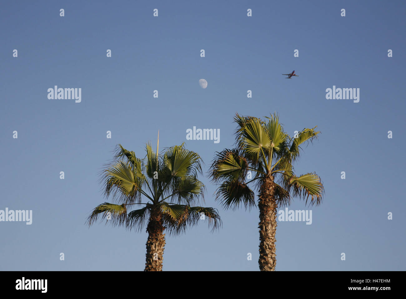 The USA, California, San Diego, mission Bay, palms, Stock Photo