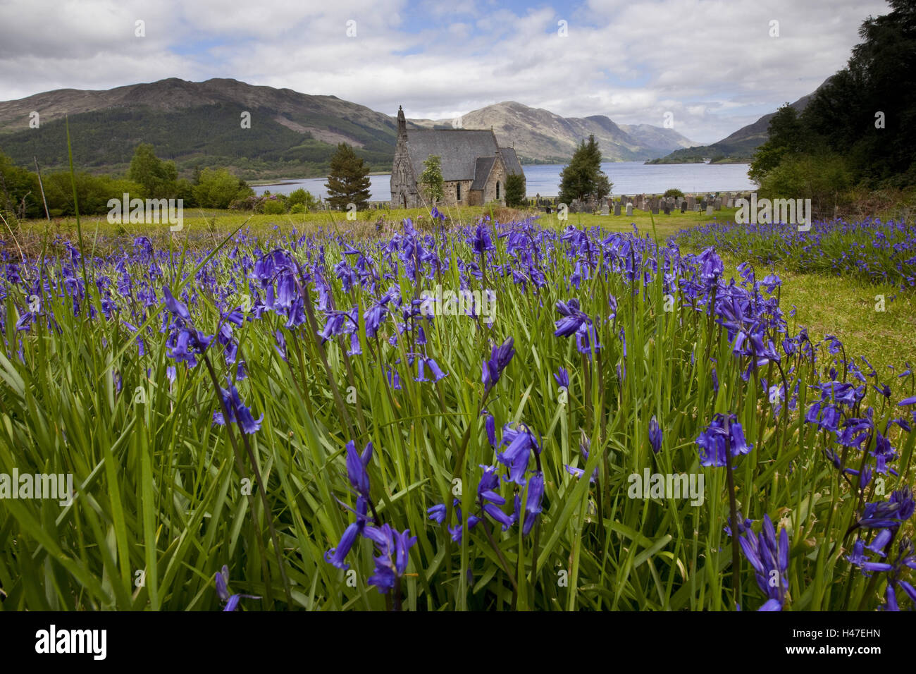 Argyll and Bute, hole Linneh, bellflowers, Campanula, Stock Photo