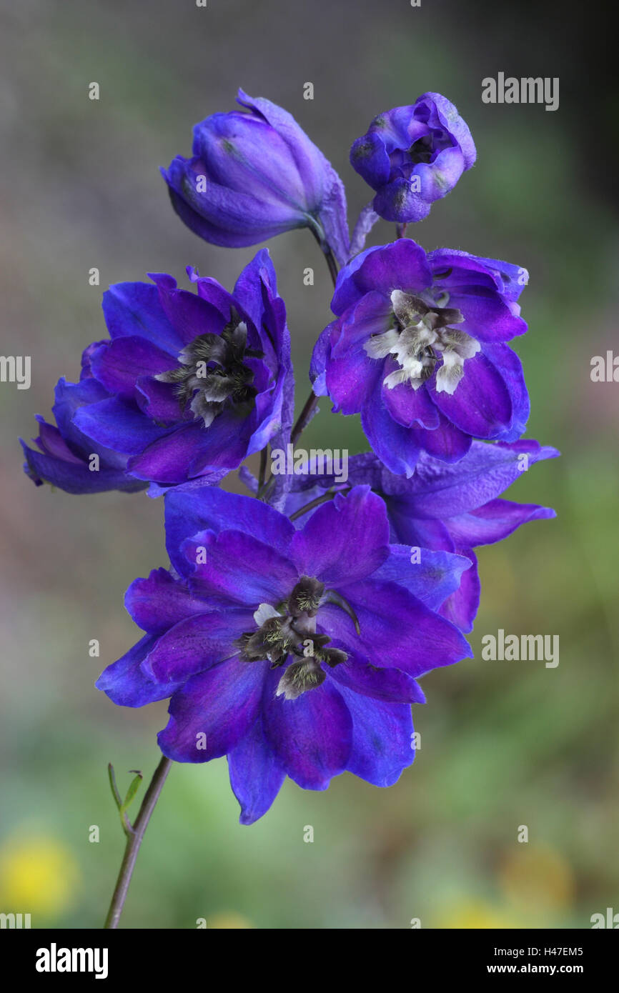 High larkspur, Stock Photo