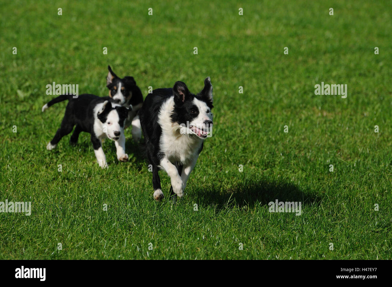 Of Border collie, nut with puppies, run, head-on Stock Photo - Alamy