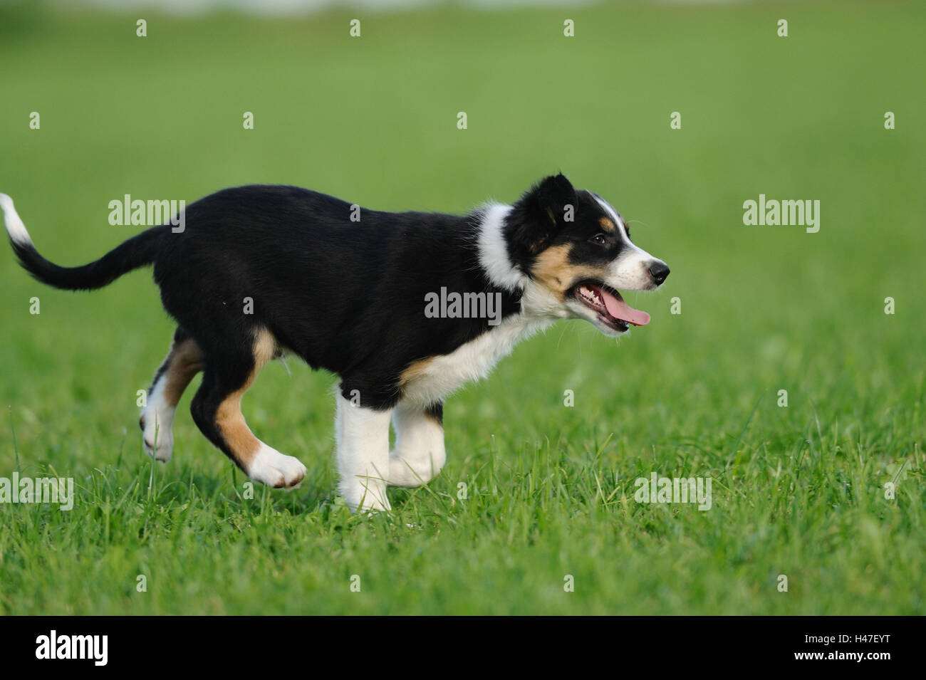 Of Border collie, puppy, run, side view Stock Photo Alamy