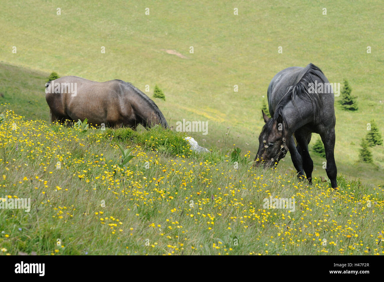 Domestic horses, Equus ferus caballus, head-on, stand, eat, flower meadow, scenery, Stock Photo