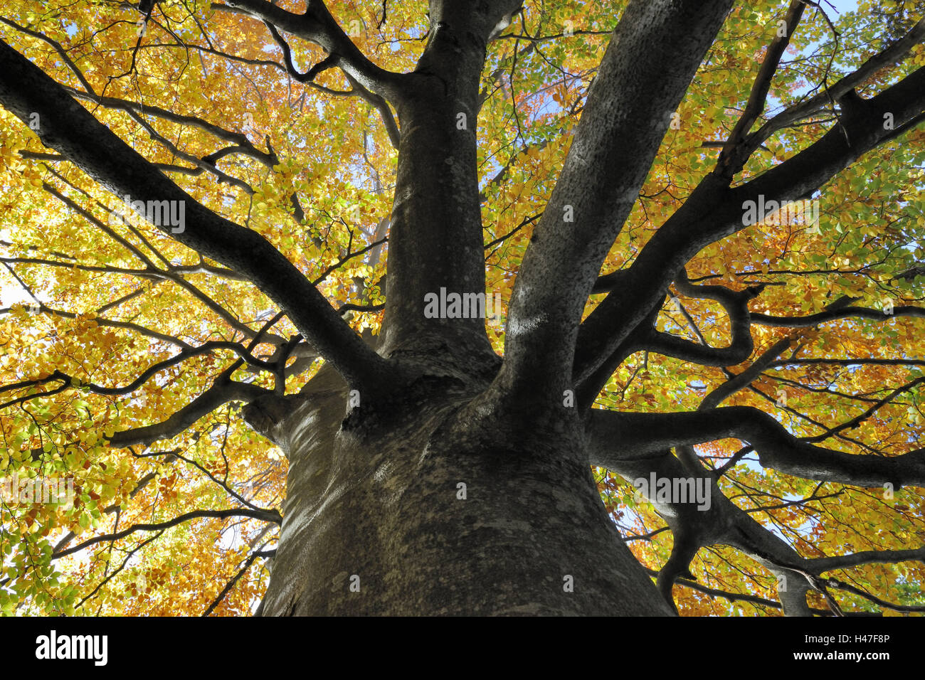 Copper beech, Fagus sylvatica, outside, leaves, nobody, tree, book, beechwood, wood, trunk, branches, autumn, foliage, autumn foliage, broad-leaved tree, Stock Photo