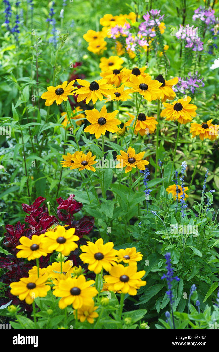 Flowerbed with coneflowers, Stock Photo