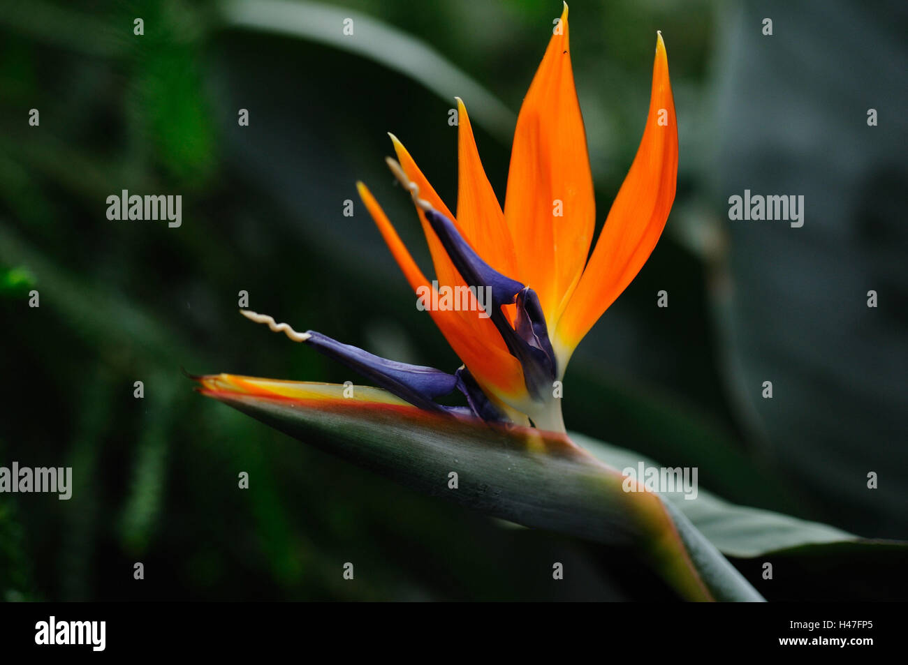 Birds of paradise flower hi-res stock photography and images - Alamy